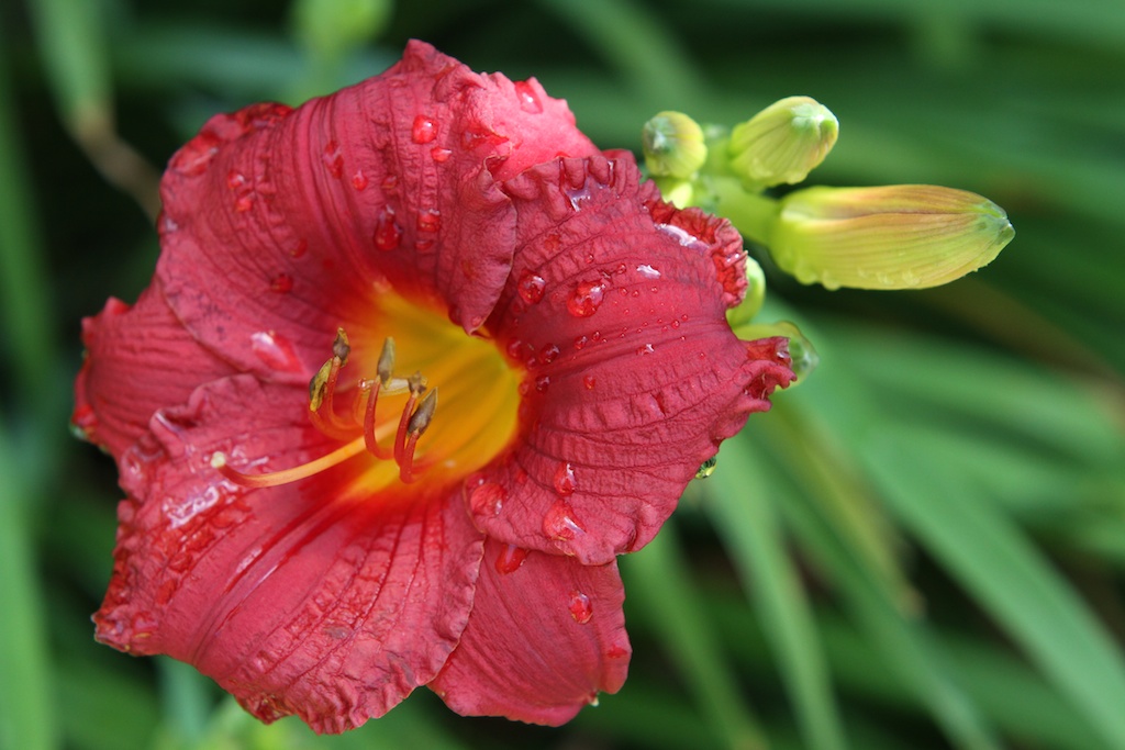 Red daylily flower
